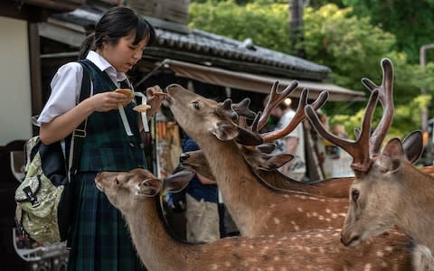 The Nara deer can be overwhelmingly pushy when it comes to feeding time - Credit: Getty