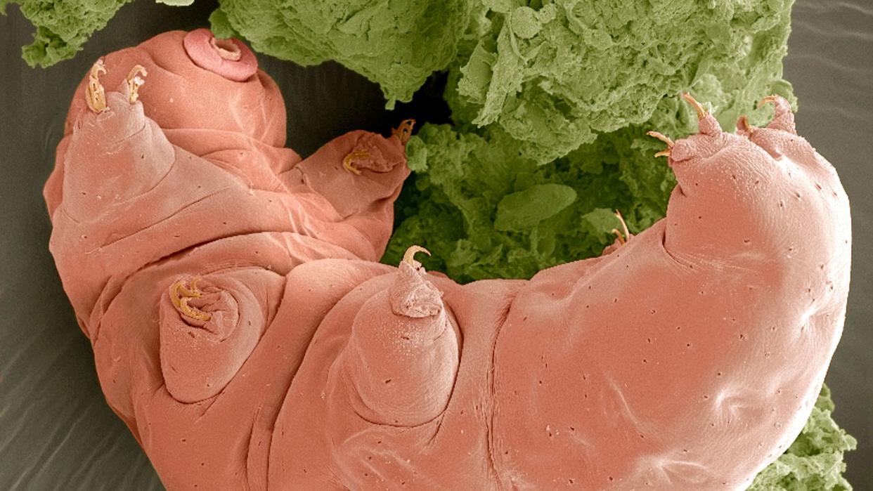  super close up image of a light pink tardigrade next to some sort of light green material 