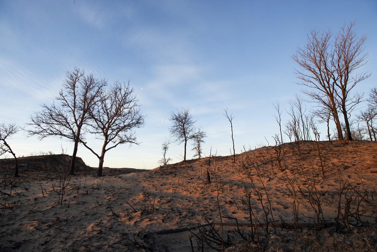 Trees stand burned from the Smokehouse Creek fire on Sunday, March. 3, 2024, in Hemphill Co.