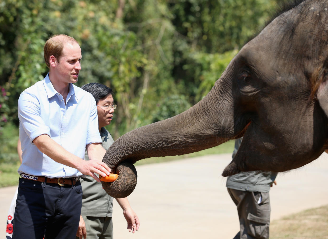 William helping feed an elephant in China in 2015. (Getty Images)