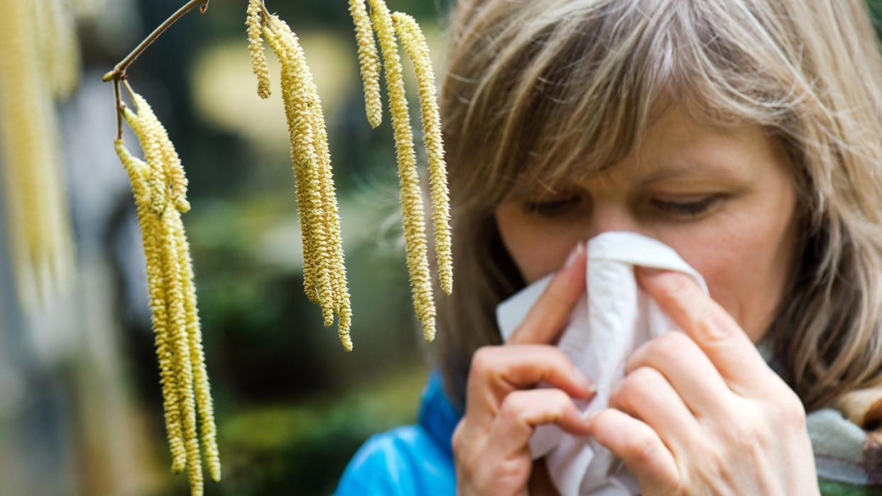 Schlechte Zeiten für Allergiker: Die Konzentration ist bei einigen Pollenarten jetzt besonders hoch. Zwar dürften die Werte bei Hasel und Erle bald abklingen, doch dann beginnt die Blüte der Birke. Foto: Arno Burgi