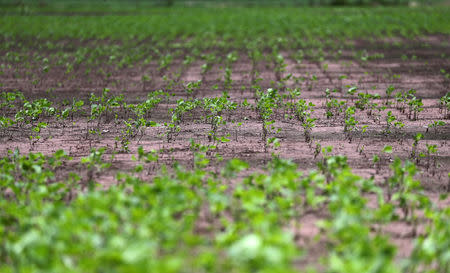 A soy field that was affected by recent floods is seen near Norberto de la Riestra, Argentina, January 8, 2019. REUTERS/Marcos Brindicci