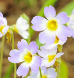 <b>Pinguicula means "little greasy one" in Latin.</b> ©iStockphoto/Aimin Tang