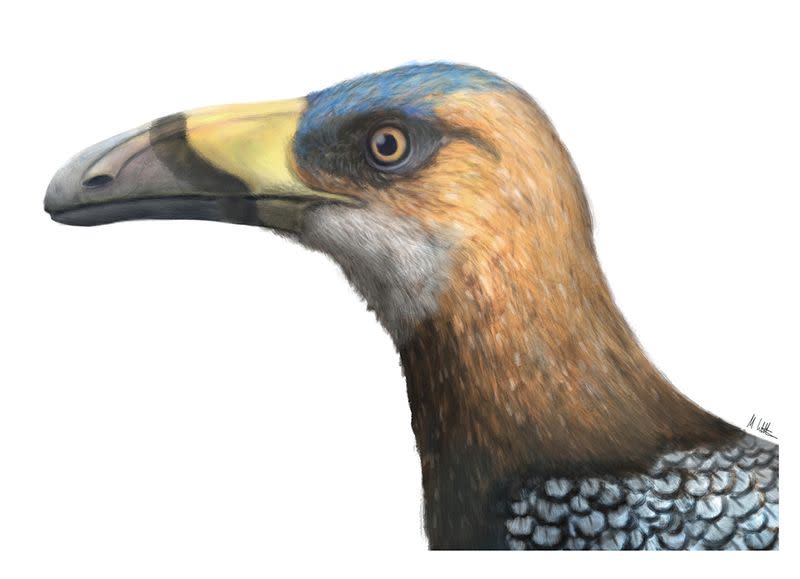 Artist's reconstruction of bird Falcatakely forsterae