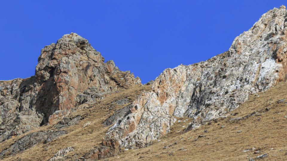 A snow leopard walks up the mountainside.