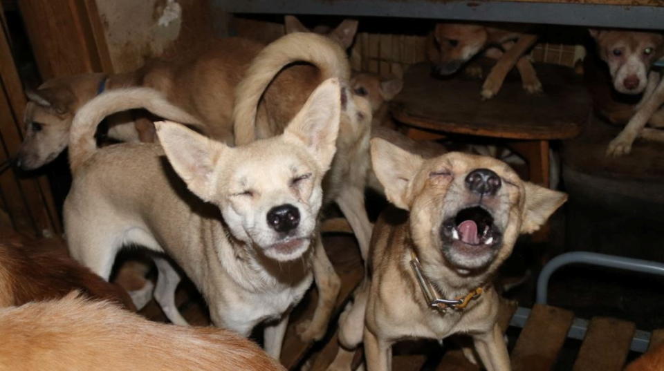 Dozens of dogs, the animal rights group say mostly malnourished and infected by parasites, are crammed inside a tiny house in Izumo, western Japan.