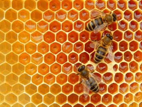 <span class="caption">Remotely monitoring honeybee hives can help track the health of the colony.</span> <span class="attribution"><a class="link " href="https://www.shutterstock.com/image-photo/bee-on-honeycombs-honey-slices-nectar-1145847032" rel="nofollow noopener" target="_blank" data-ylk="slk:weter78/ Shutterstock;elm:context_link;itc:0;sec:content-canvas">weter78/ Shutterstock</a></span>