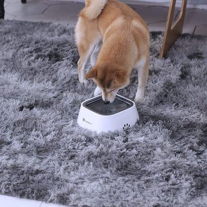 And for at home, check out this no-spill water bowl.