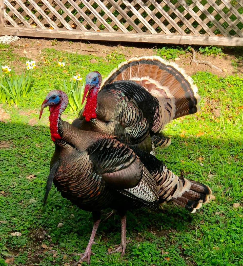 Judith Larmore, who took the photograph Feb. 16, 2021, near the Old Santa Rosa Chapel in Cambria and is the chapel’s event coordinator, said of the big birds, “They come and go around the grounds and my front deck. Haven’t seen any since November until today. I think these are the prettiest ones I’ve ever seen. Straight out of ‘Central Casting.’”