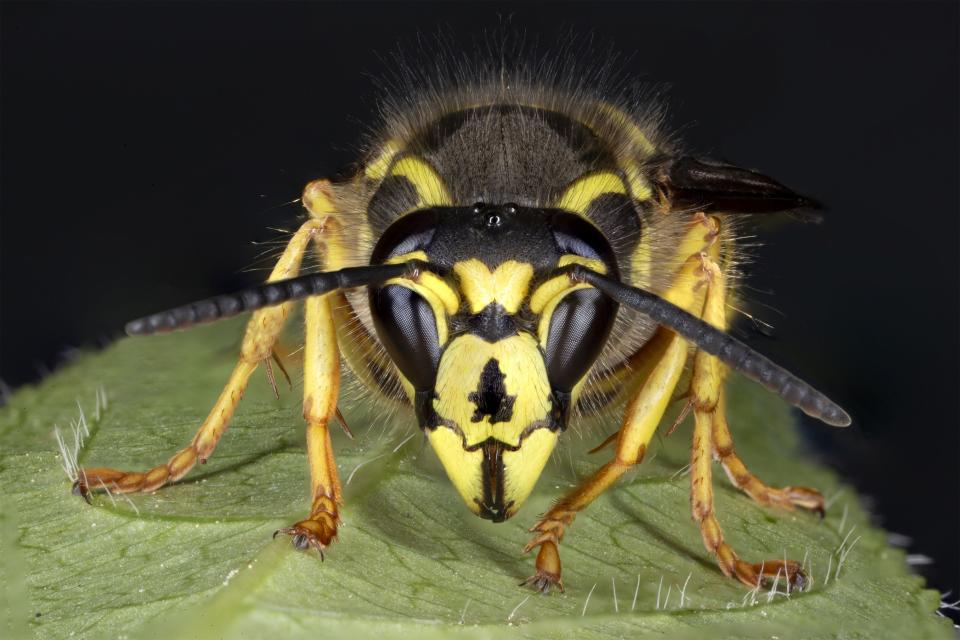 Yellow jackets are predatory wasps, so named because the most common species in the country have black and yellow bodies, according to the Audubon Society’s Field Guide to North American Insects.