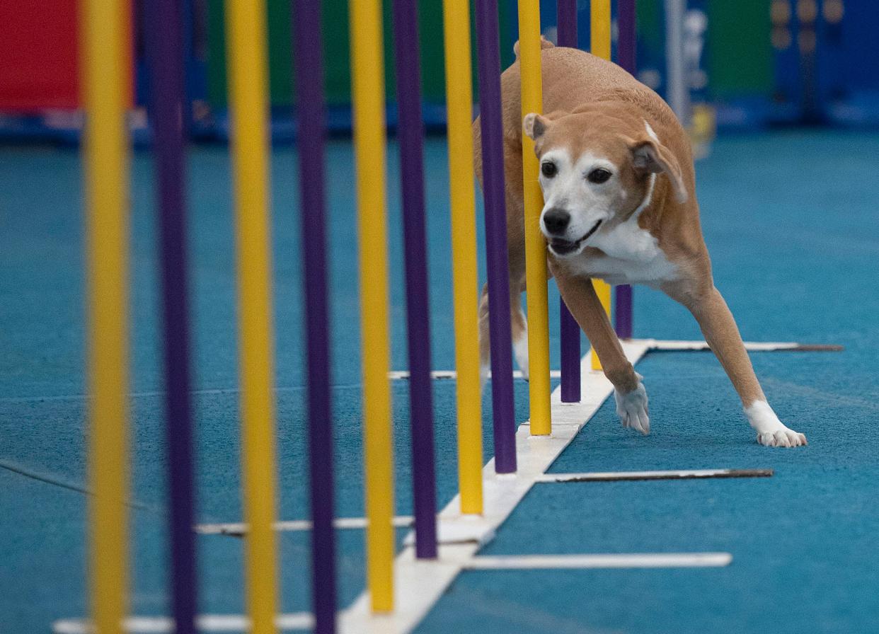 Nine-year-old Tess speeds through the slalom course during agility training on March 27 at Joseph's Obedience Dog Training in Pocasset. She and her mom, Linda Valente of Mashpee, will compete May 11 at the Westminster Kennel Club Dog Show agility trials.