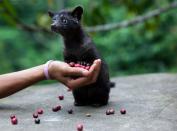 Kopi Luwak wird aus halbverdauten Kaffeebohnen hergestellt. Die Bohnen werden aus den Exkrementen des Fleckenmusangs, einer in Süd- und Südostasien beheimateten Schleichkatzenart, gewonnen. Das wieselähnliche Tierchen frisst gerne Kaffeekirschen und scheidet sie fast ohne Begleitprodukte wieder aus. (Bild: Getty Images / Paula Bronstein )