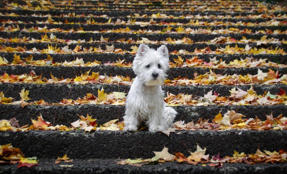 best small dog breeds westie