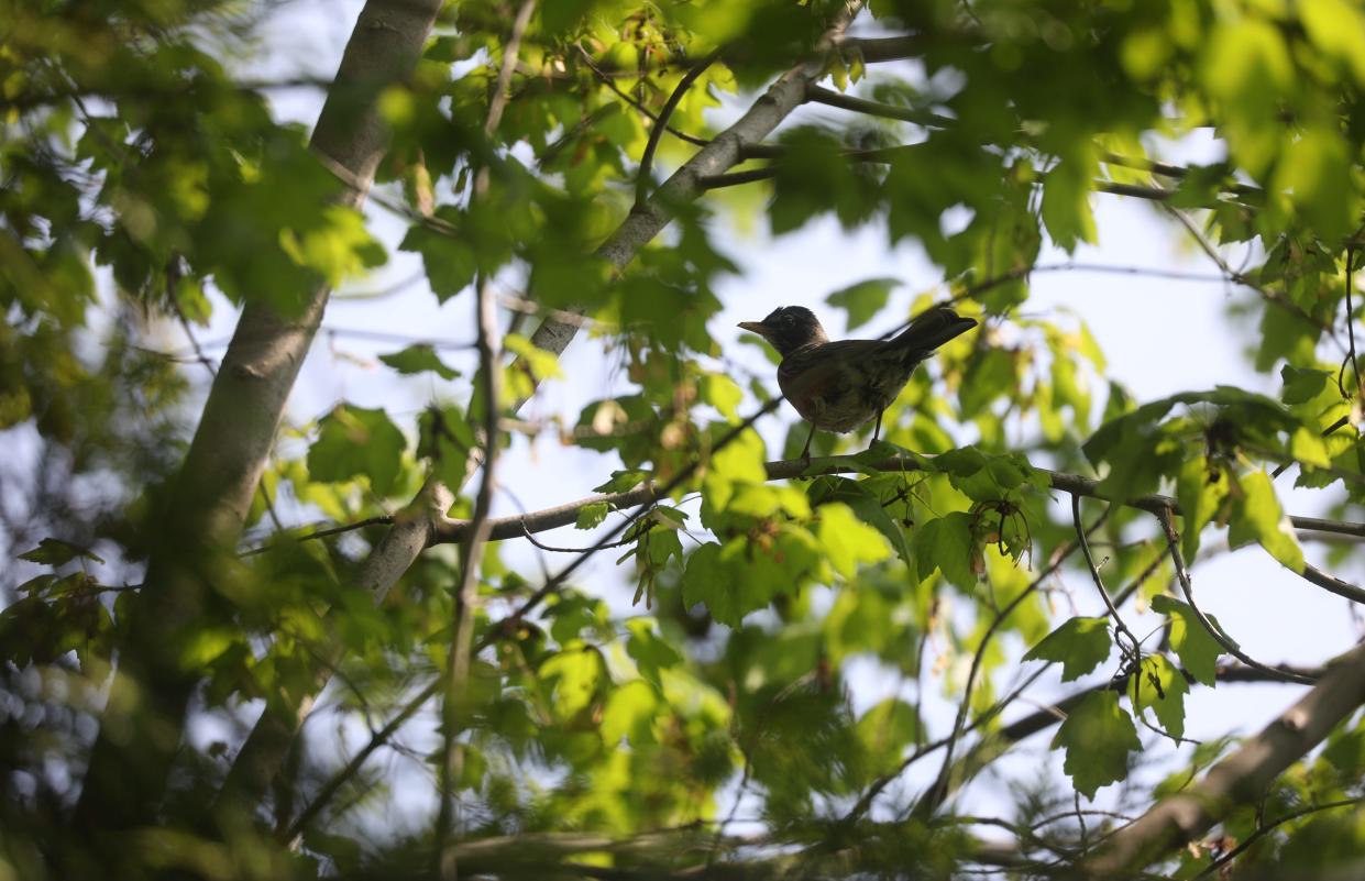 Gökotta refers to waking up to the sound of chirping birds.