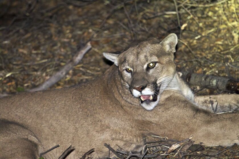 NPS photo of a mountain lion, known as P-45, believed to be responsible fof recent killings of livestock near Malibu