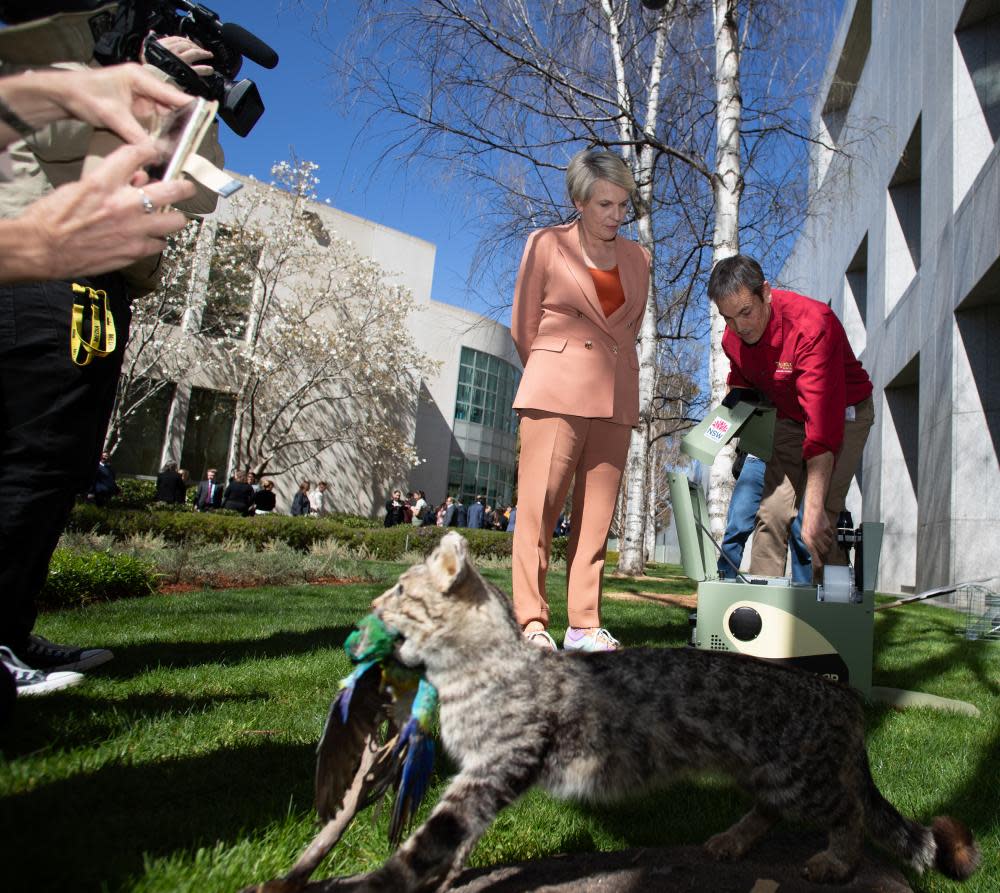 Tanya Plibersek is shown a feral cat trap in a courtyard at Parliament House in Canberra