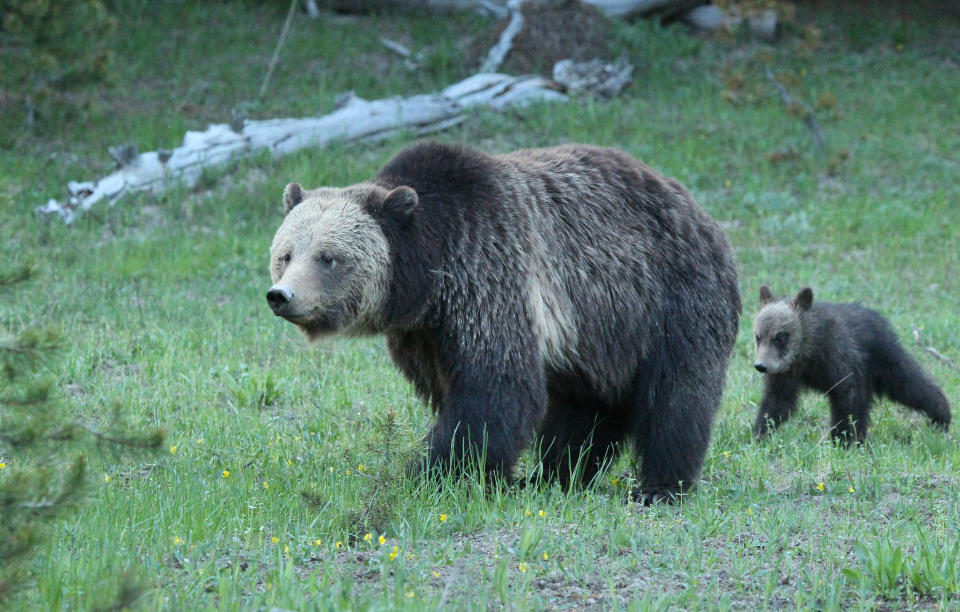 A grizzly bear and her cub walk through a meadow in Yellowstone National Park. (Photo: SOPA Images via Getty Images)