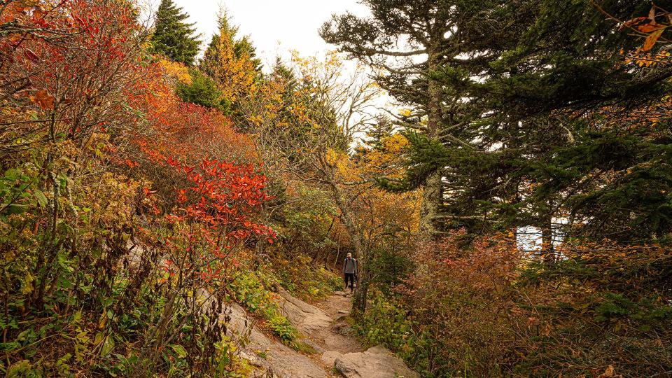 Oct. 14, 2022: A hiker treks through fall color along the Bridge Trail, the 0.4-mile trail that passes underneath the Mile High Swinging Bridge and connects Black Rock Parking Area and the Top Shop at Grandfather Mountain.