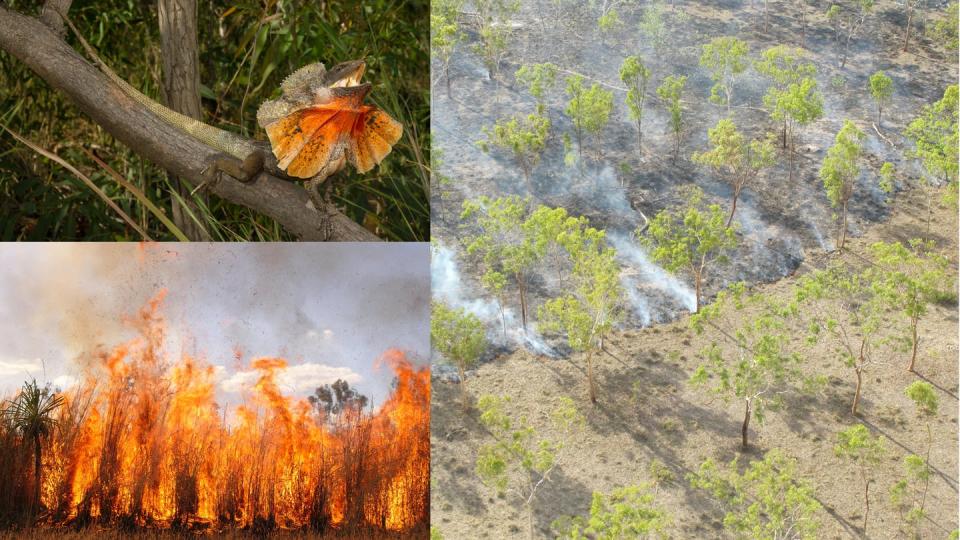 Frilled-neck lizard and a grass fire