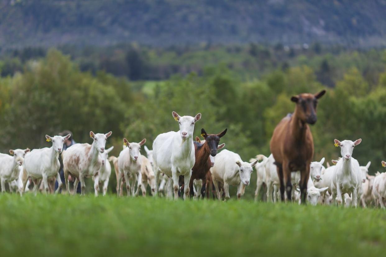 Goats on a Field 