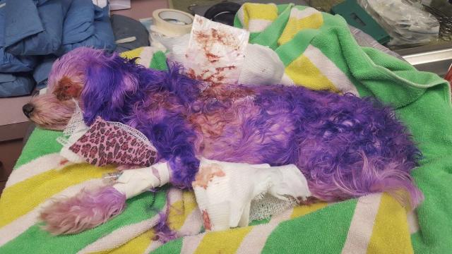 Pet dog almost died after owner dyed it purple