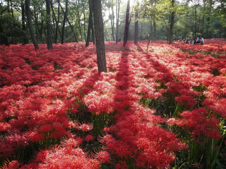 日本旅遊｜初秋必去~ 5大絕美彼岸花景點！逾500萬朵打造豔紅花海、期間限定曼珠沙華祭、琵琶湖+日落作背景