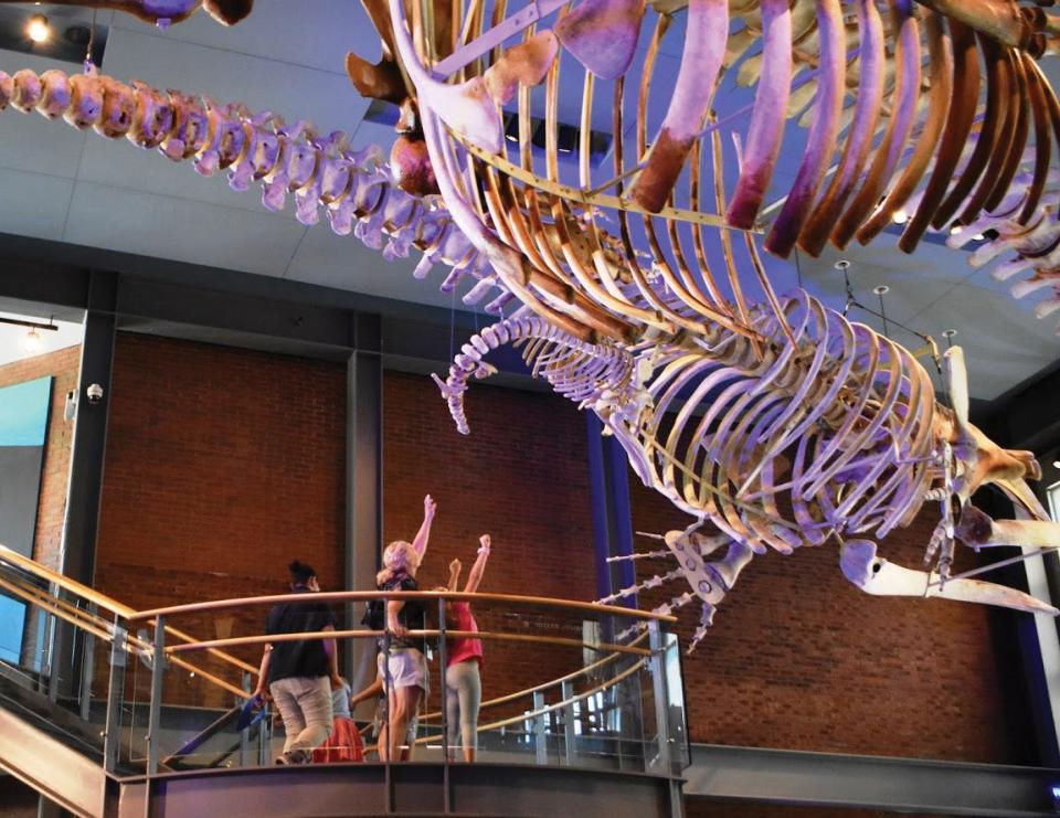 The New Bedford Whaling Museum and the New Bedford Whaling National Historical Park tell the story of the whaling industry, as well as the ships and sailors who took to the sea in search of whales on journeys that could last from six months to 11 years.