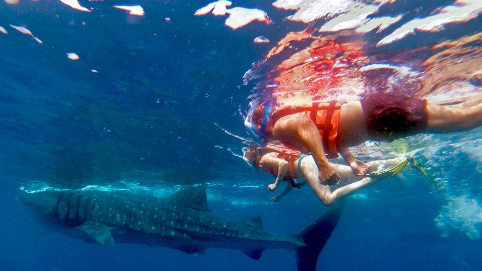 Diving with Whale Sharks in Mexico