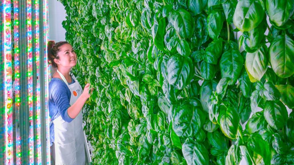 plenty vertical farm