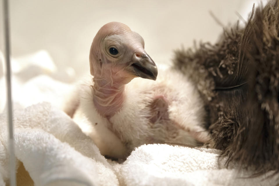 Condor chick LA1123 waits for it's feeding in a temperature controlled enclosure at the Los Angeles Zoo on Tuesday, May 2, 2023. The chick hatched Sunday April 30, 2023. The latest breeding efforts to boost the population of North America's largest land bird, an endangered species where there are only several hundred in the wild. Experts say say the species cannot sustain itself without human intervention. More birds still die in the wild each year than the number of chicks that are born, both in nature and in captivity, and survive annually. (AP Photo/Richard Vogel)