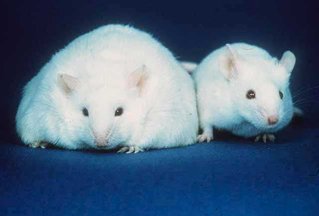 Ratones de laboratorio. (Imagen Creative Commons vista en Wikimedia).
