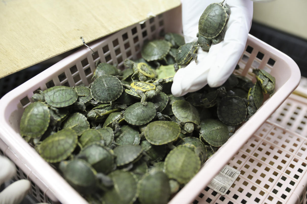 Customs officials display seized turtles at the customs office Wednesday, June 26, 2019, in Sepang, Malaysia. Two Indian citizens were arrested due to smuggling attempt into the country on a flight from Guangzhou, China with thirty-two small boxes packed with 5,225 red-eared slider turtles. (AP Photo/Vincent Thian)