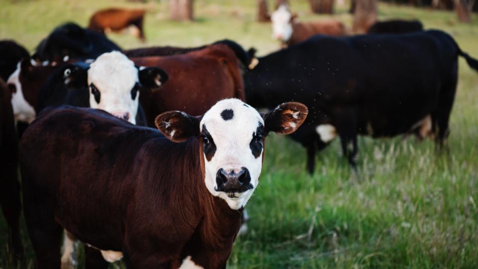 several black and white and brown and white cows stand in an open green pasture with the front two looking directly at the camera