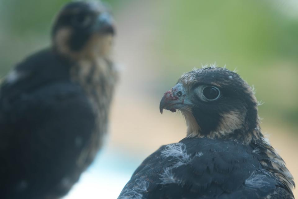 Peregrine falcons are the fastest animals on earth.
