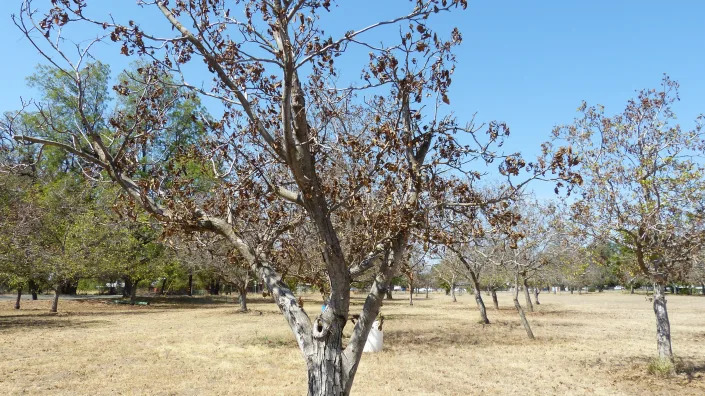Several trees in Bill Robison's orchard in Anderson died this year because of the drought.