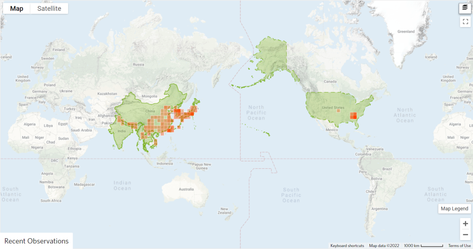 This map shows where joro spiders have been spotted around the world, according to iNaturalist users.