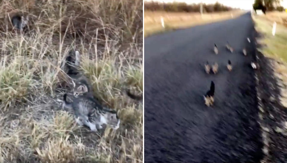Bree Taylor claims 10 kittens followed her home while she was out walking her dog in Dalby. Source: Facebook/ Bree Taylor