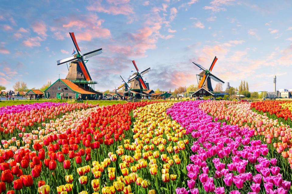 traditional dutch windmills and houses near the canal in zaanstad village, zaanse schans, netherlands, europe