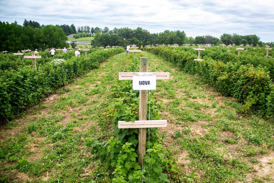 Rows of raspberry crops are seen while workers pick berries, Friday, July 1, 2022, at Wilson's Orchard & Farm in Iowa City, Iowa. 