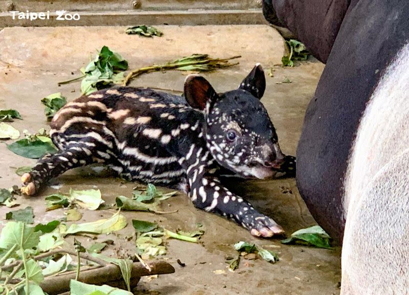 ▲台北市立動物園日前發起馬來貘女寶寶的命名活動，讓有著「最強乾爹」之稱的馬來貘插畫家Cherng參賽，短短一天就遠超過提名門檻，就連台北市立動物園小編也甘拜下風。（圖／翻攝自台北市動物園）