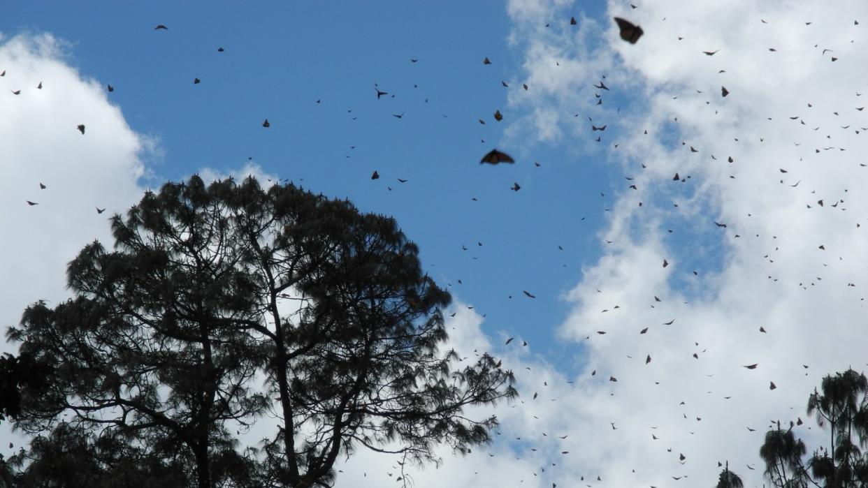 Die Monarchfalter sind zwar nicht vom Aussterben bedroht, aber Nahrungsmangel in den USA, Abholzung in Mexiko und der Klimawandel gefährden die Insekten. Foto: Denis Düttmann/Archiv