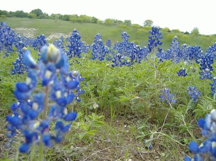 6. Bluebonnet Festival