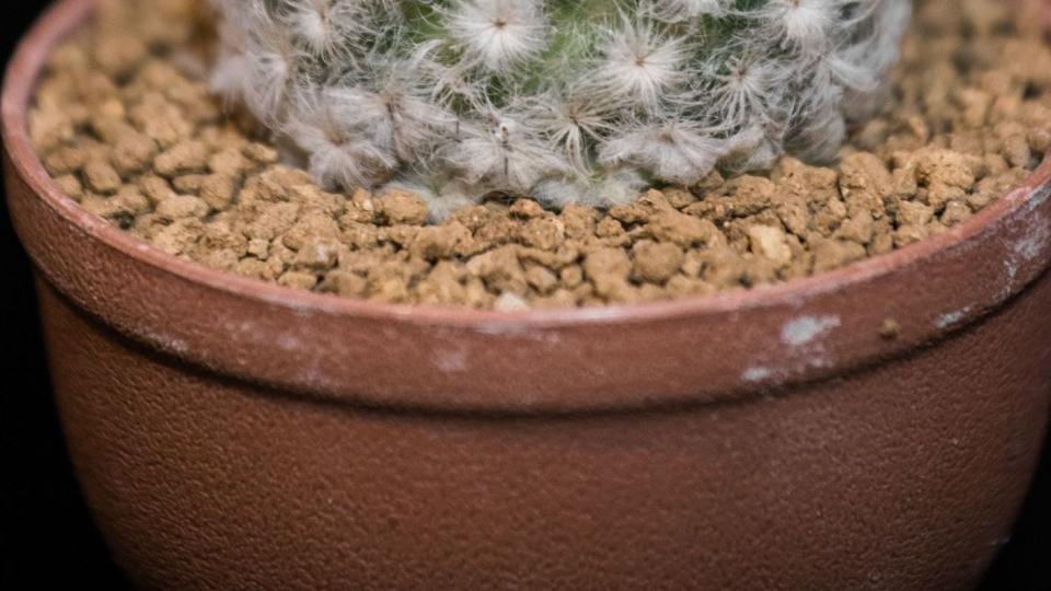 mammillaria plumosa, a ball shaped type of cactus covered in white feathery spines in pot