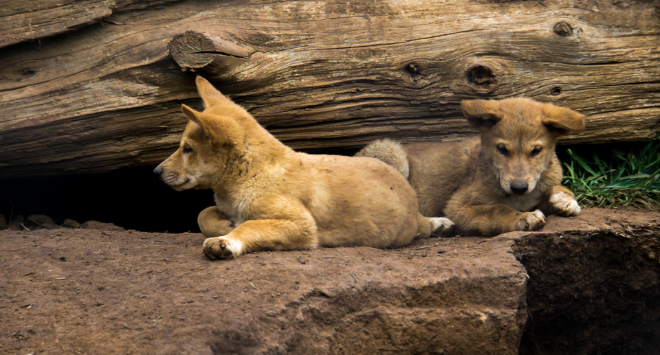 Dingo cubs. Source: Getty