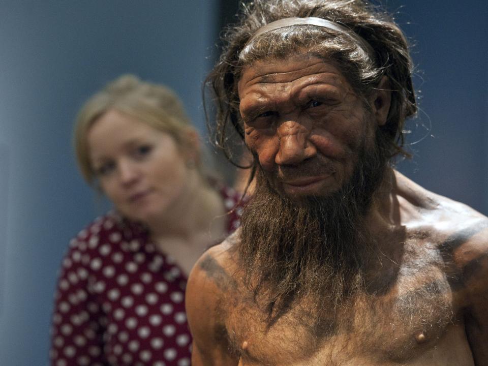 An employee of the Natural History Museum in London looks at model of a Neanderthal male