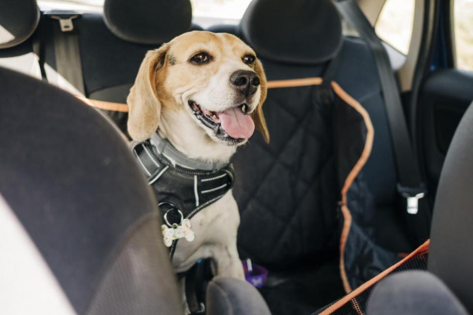 The Bolton News: How does your dog travel in the car?