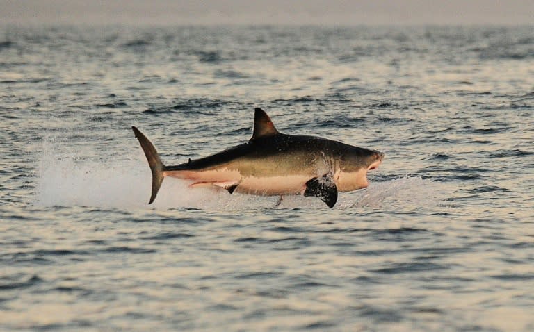 A Great White shark jumps out of the water as it hunts seals near False Bay, South Africa, on July 4, 2010