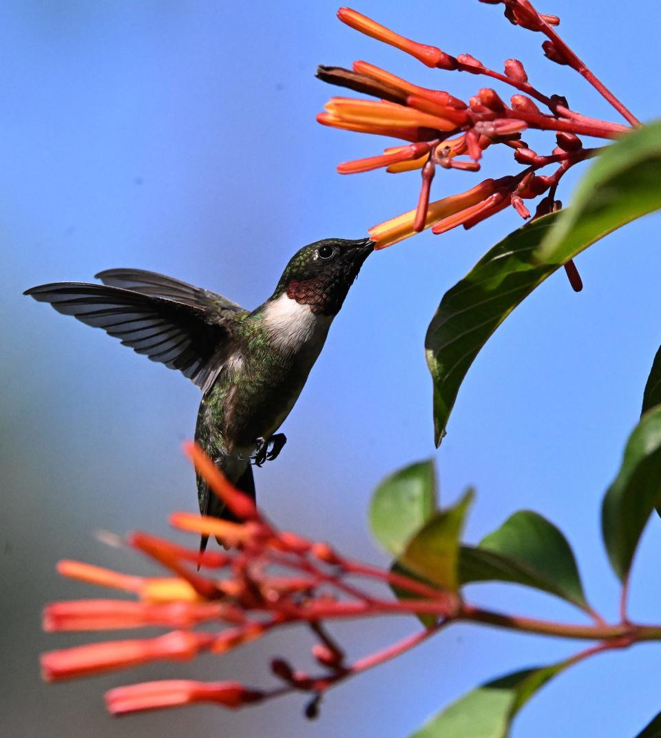 A male ruby-throated hummingbird taken in Rotary Park, Cape Coral with a Nikon Z9 and the lens a Sigma Sports for Nikon 150-600 mm. 