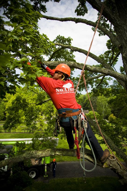 This undated publicity photo provided by SavATree shows tree pruning, which improves trees’ overall health and structure. Pruning, along with an arborist using a resistograph to check for tree decay, is used to determine a tree’s stability. (AP Photo/SavATree)