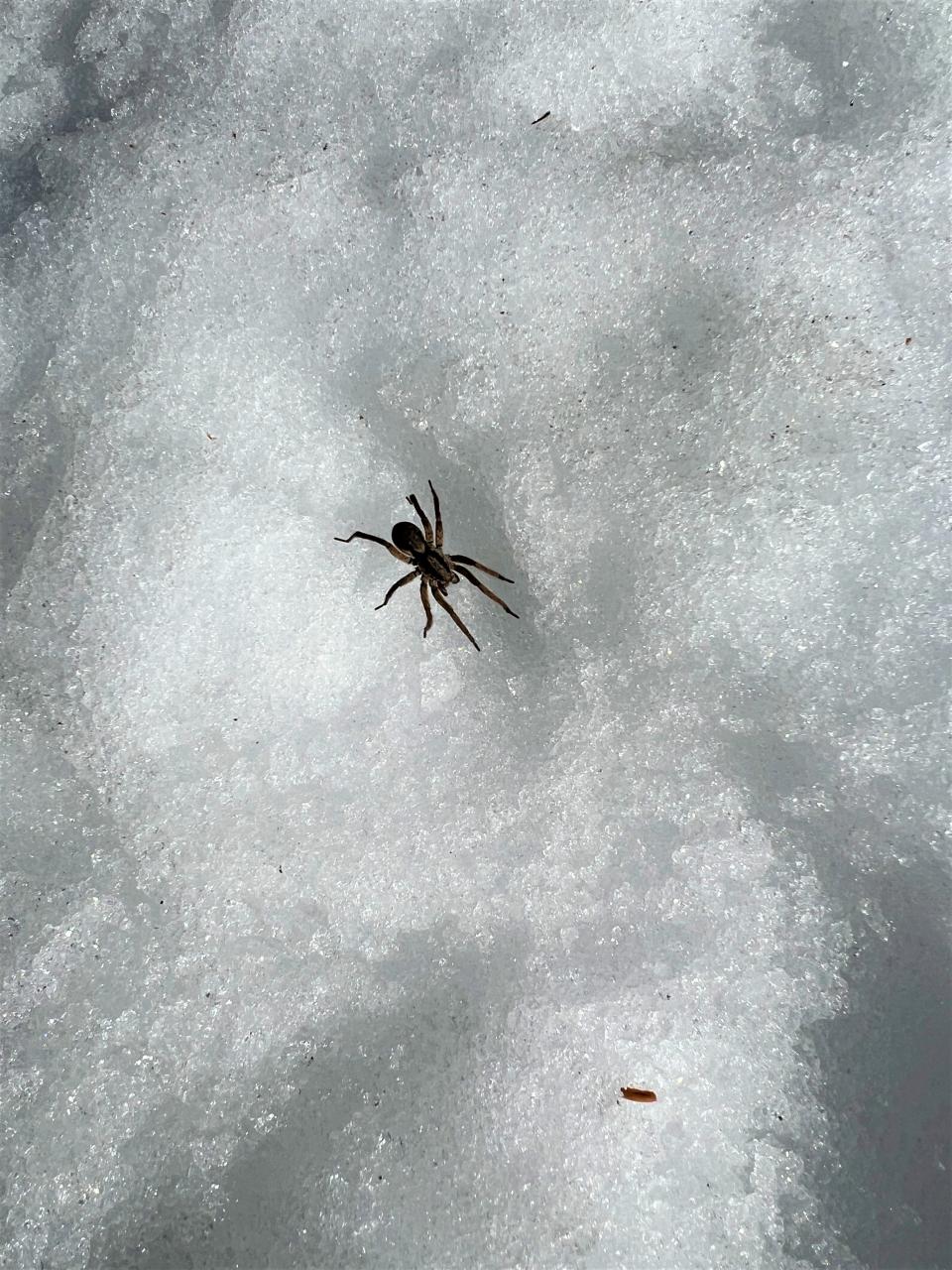 A wolfe spider emerging on a warm day to hunt at the Great Works Regional Land Trust Rocky Hills Preserve in South Berwick.